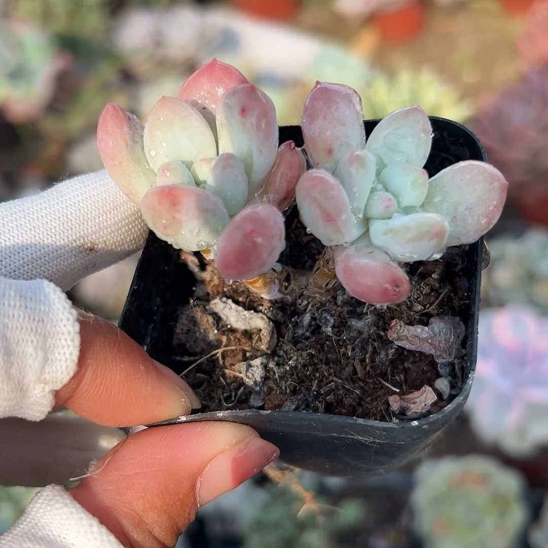 多肉植物多肉植物