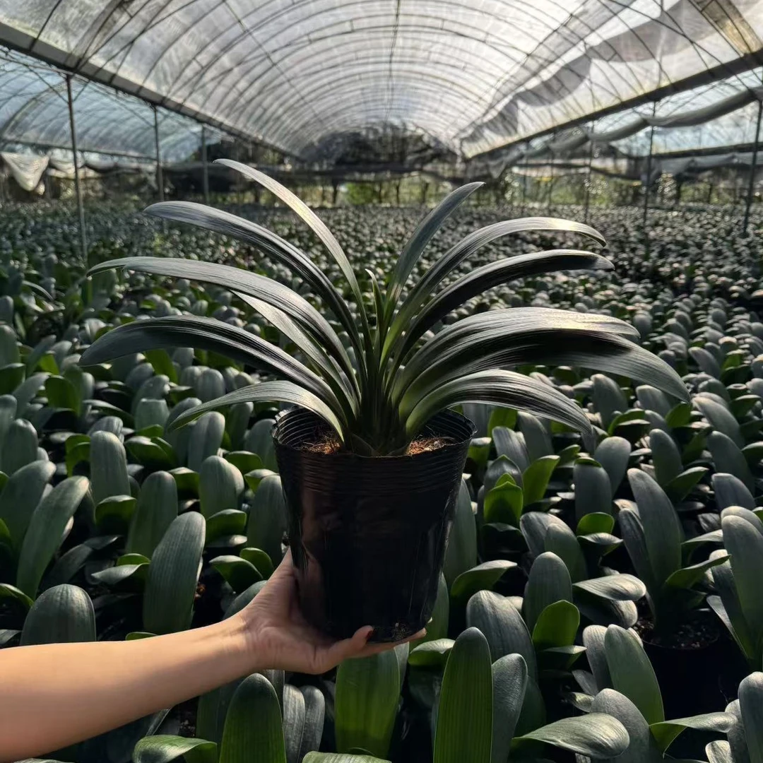 （当年开花）7年君子兰大苗盆栽懒人绿植好养易活
