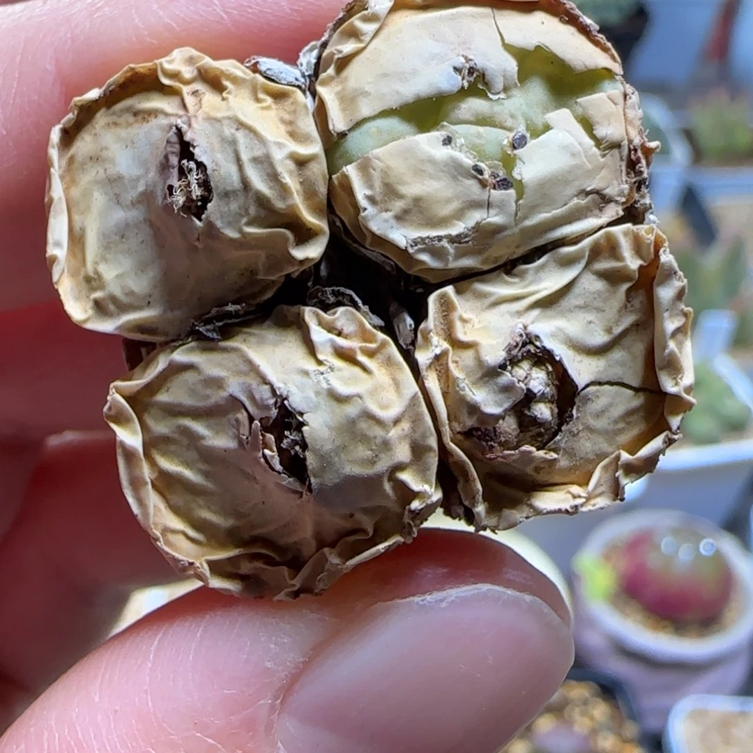 2.3多肉大型嘟嘟嘴29号