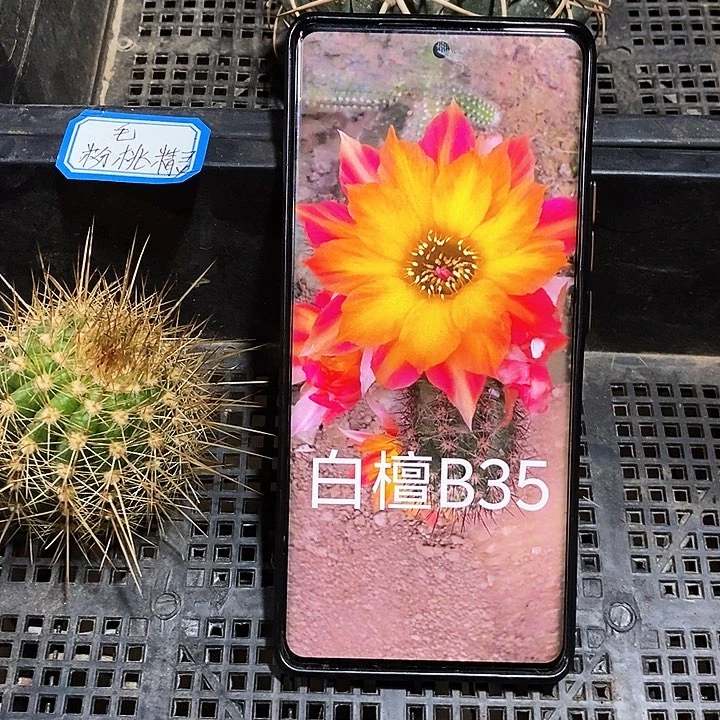 白檀 B35枝条8公分高