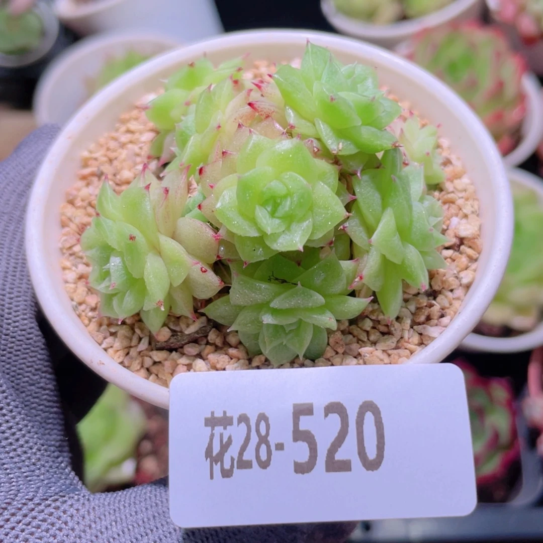 花利美28-520麦秆群生