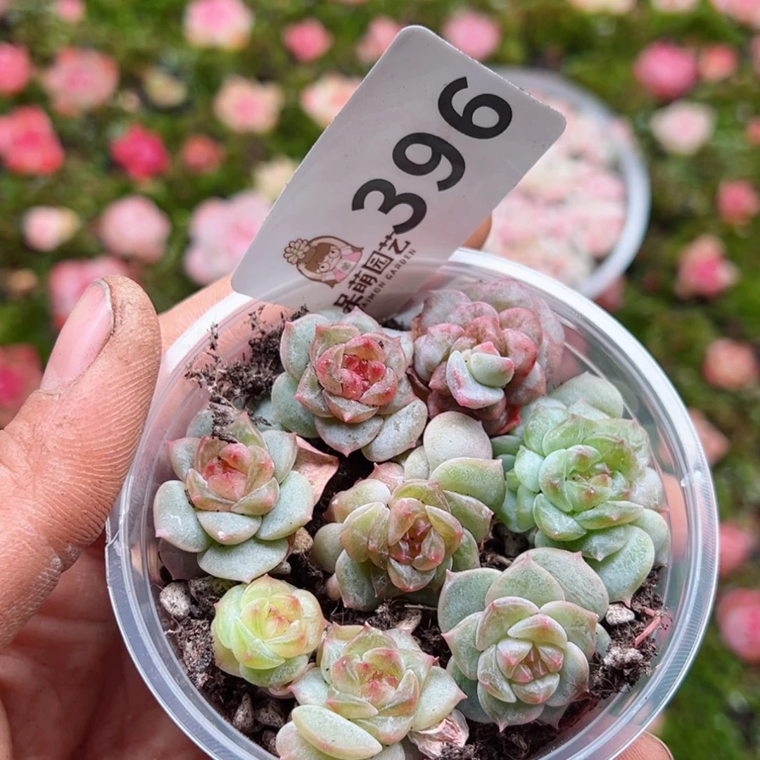 多肉植物多肉植物