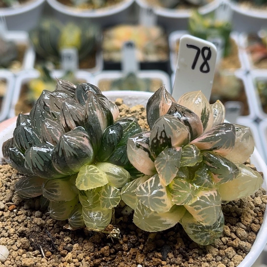 78群生龙爪玉露锦（糊斑➕好锦）福利专场