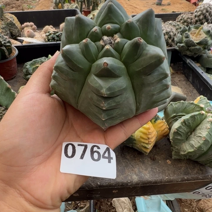 六棱龟甲鸾仙人球764号