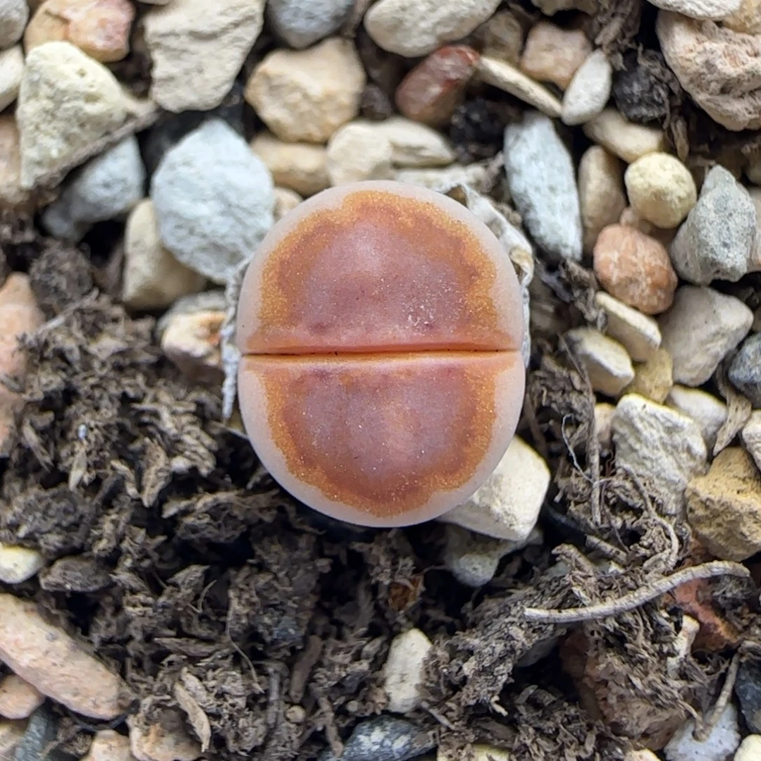 二蜕小个子黄金饼干