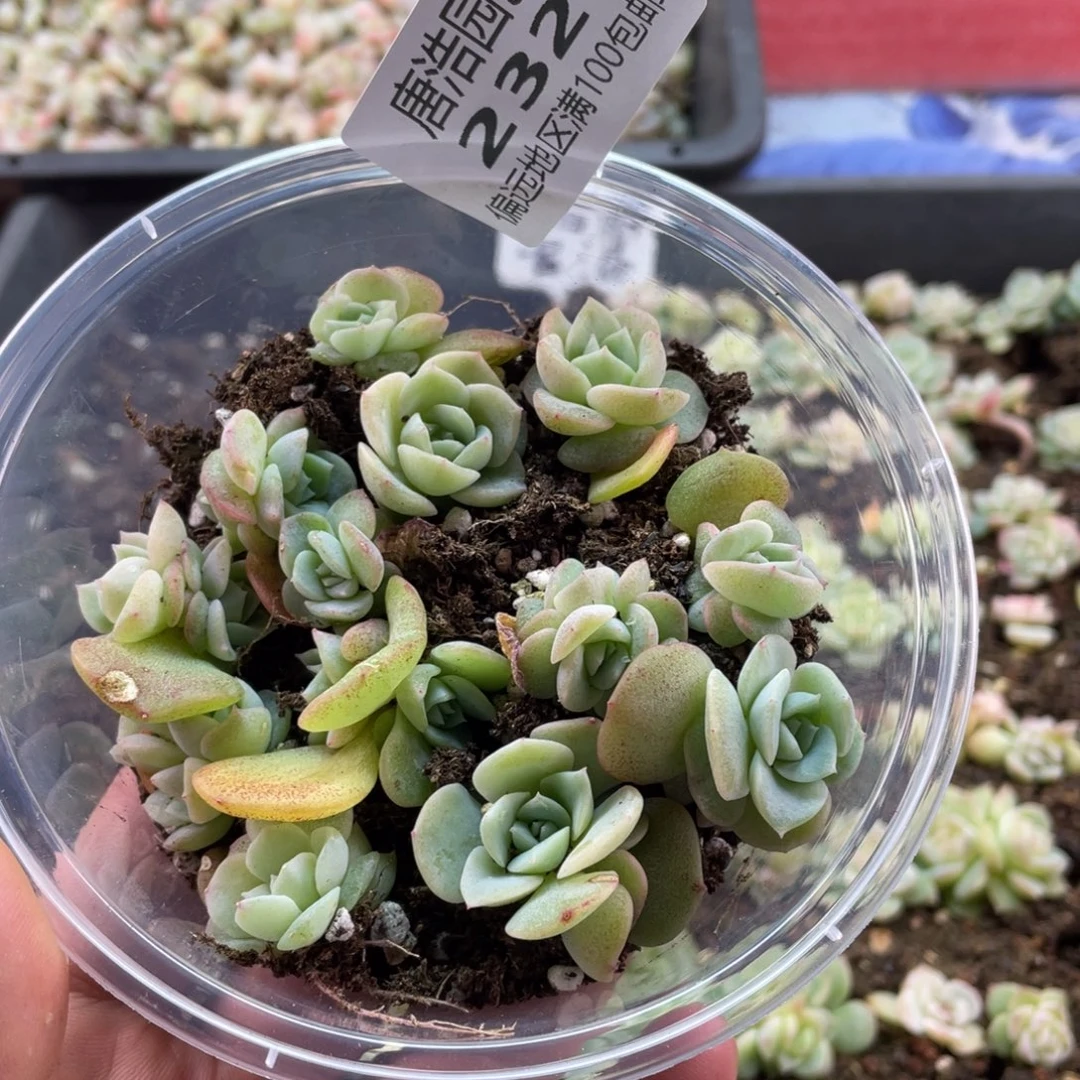 荔枝甜心一物一拍232..
