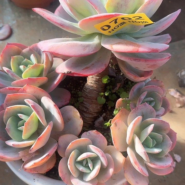0702无砍老庄血凤群