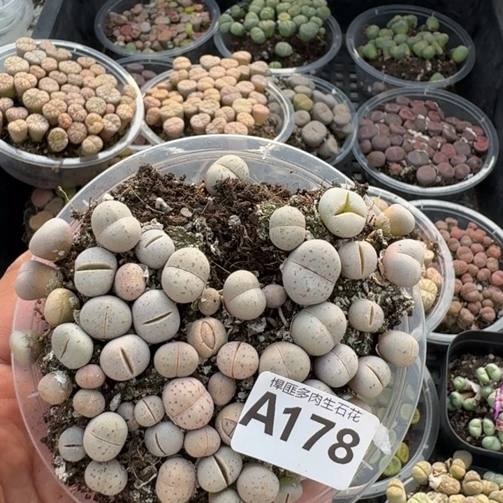 178多肉植物多肉植物