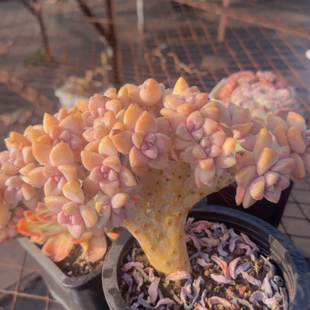 【闪购商品】淡雪缀化19.9