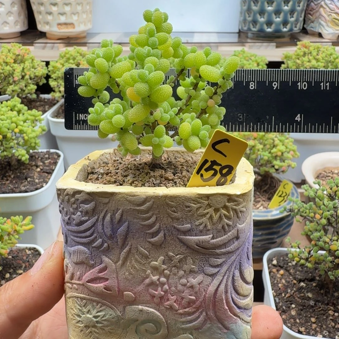 c158号金桔冠服6厘米左右带盆发