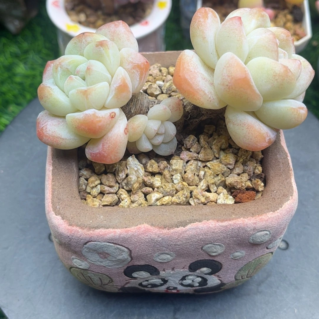 奶油冰玉老桩双头10.5冠幅