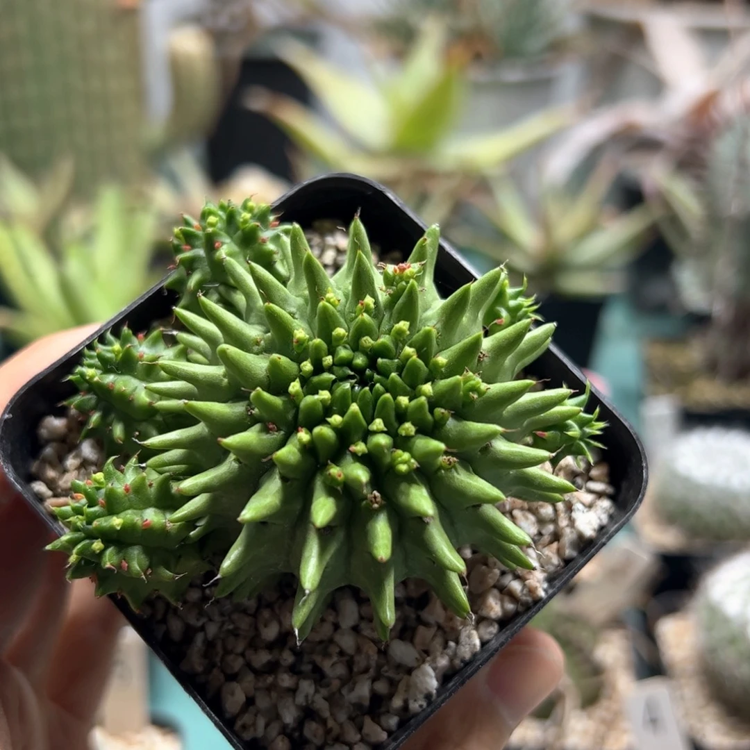 实生海胆大戟脱土发货多肉