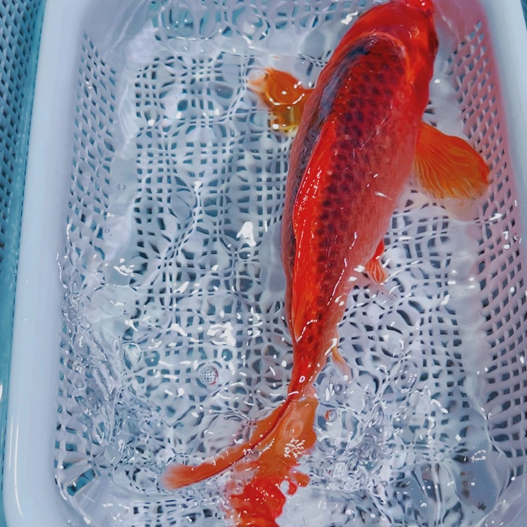 锦鲤锦鲤冷水鱼观赏119