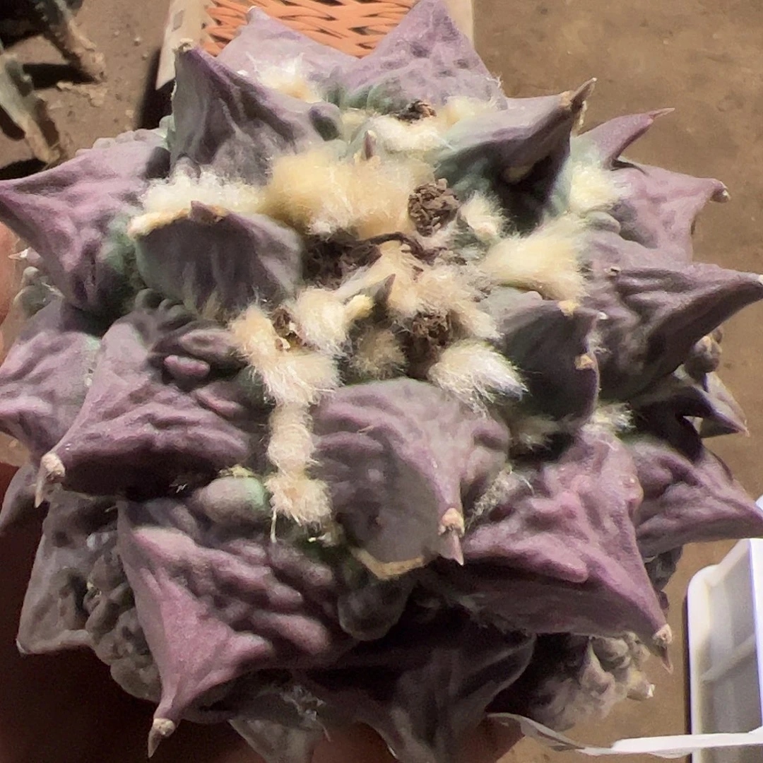 魚**生艳肌牡丹刚出根647