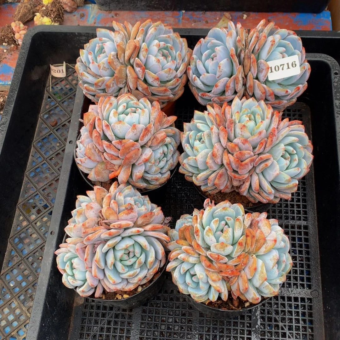 10716六个嗯嗯嗯嗯嗯嗯嗯嗯好想