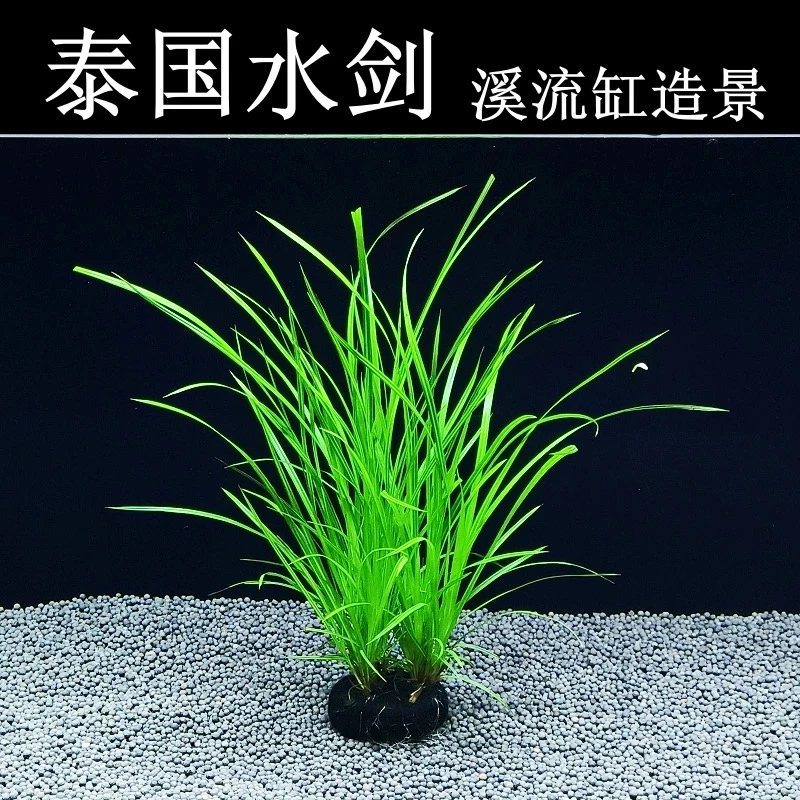 【泰国水剑坨草】溪流缸原生缸造景水草植物后景阴性淡水水草