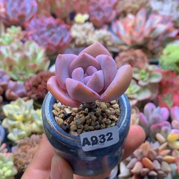 一物一拍含盆土满38包邮A932
