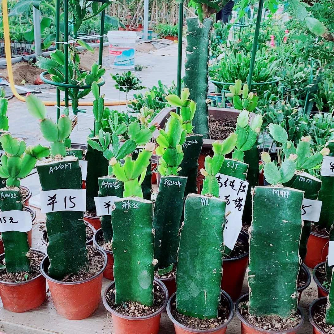 龙***哥无花朵雅思龙哥火龙果蟹爪兰