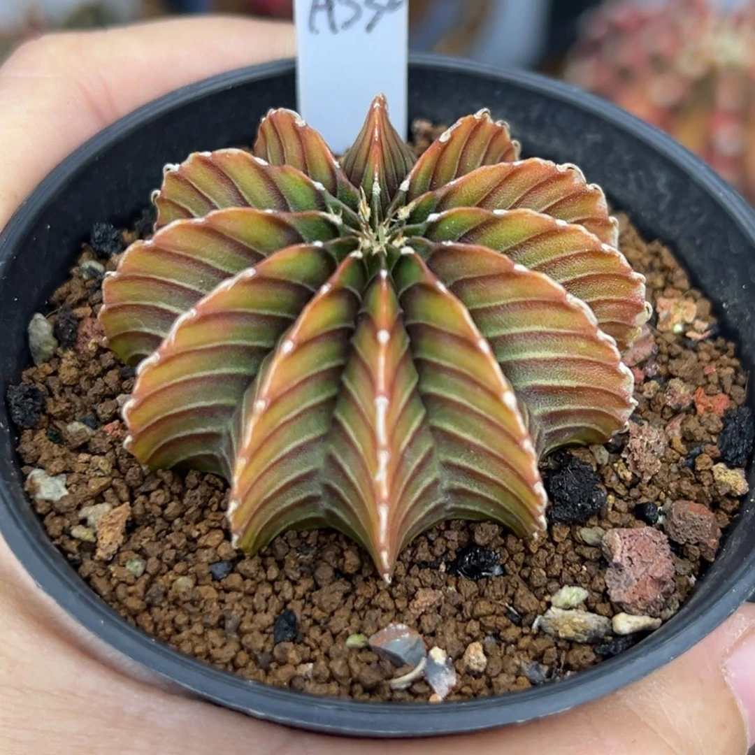 A532泰系肋骨，茶色肋骨，