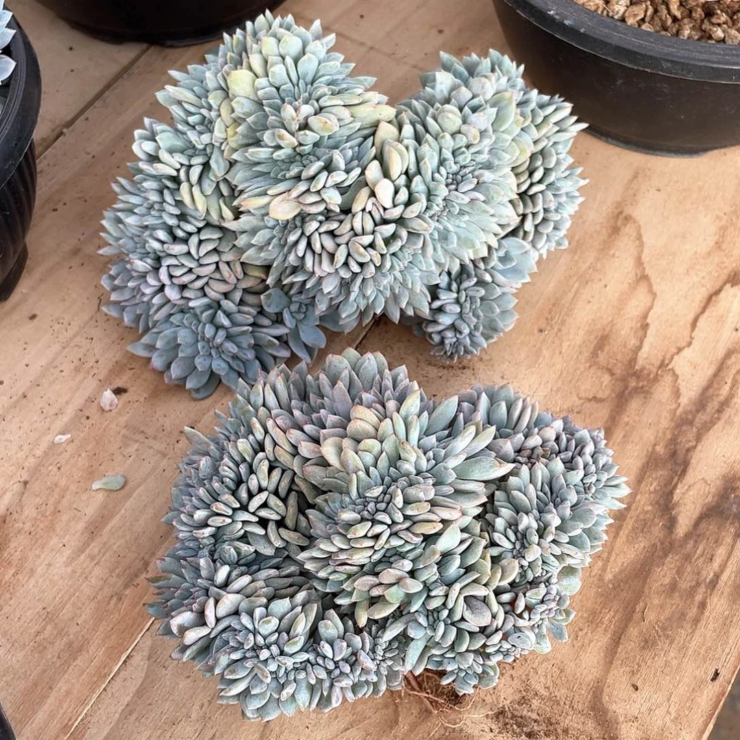 十**?多肉植物多肉植物