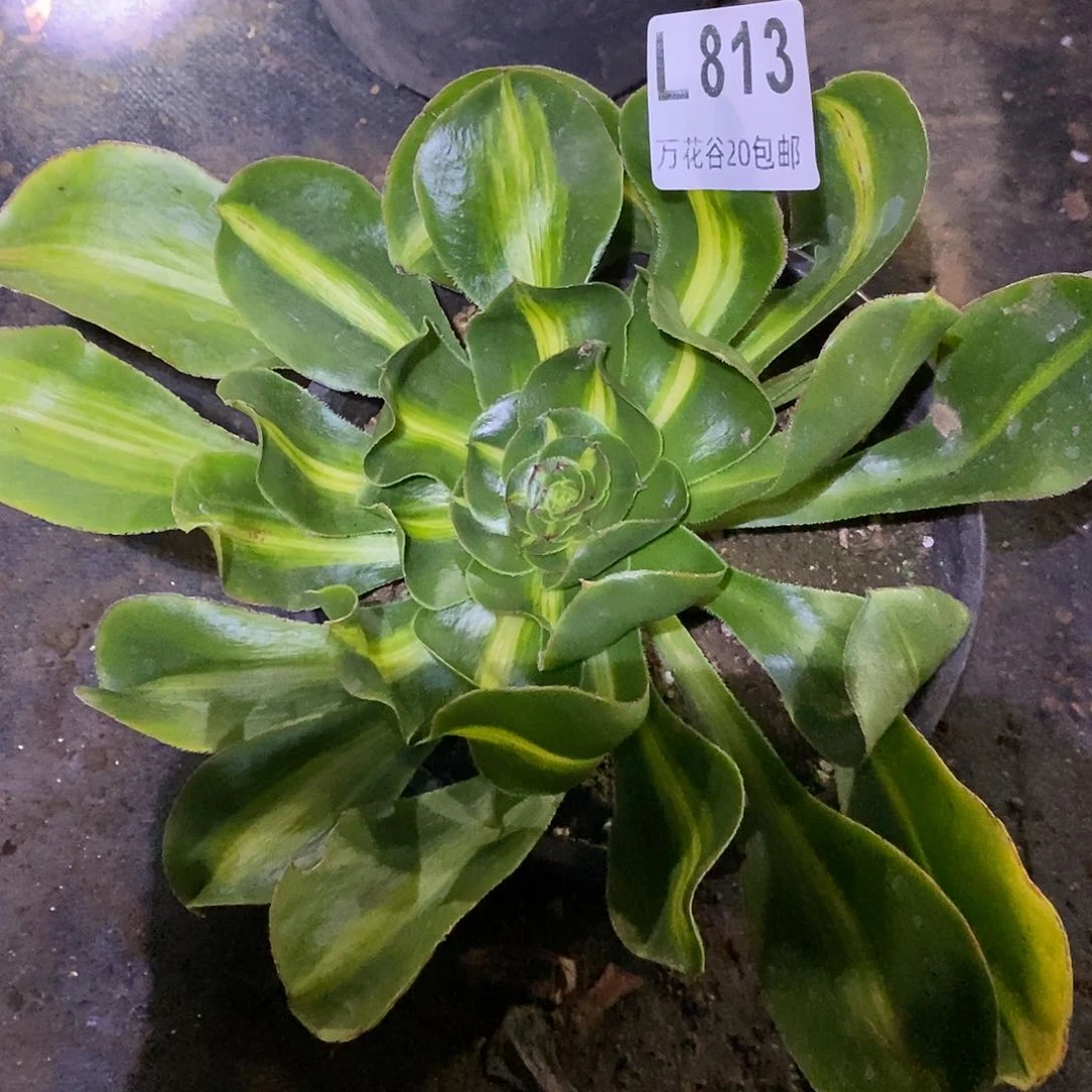 813暴君多肉植物