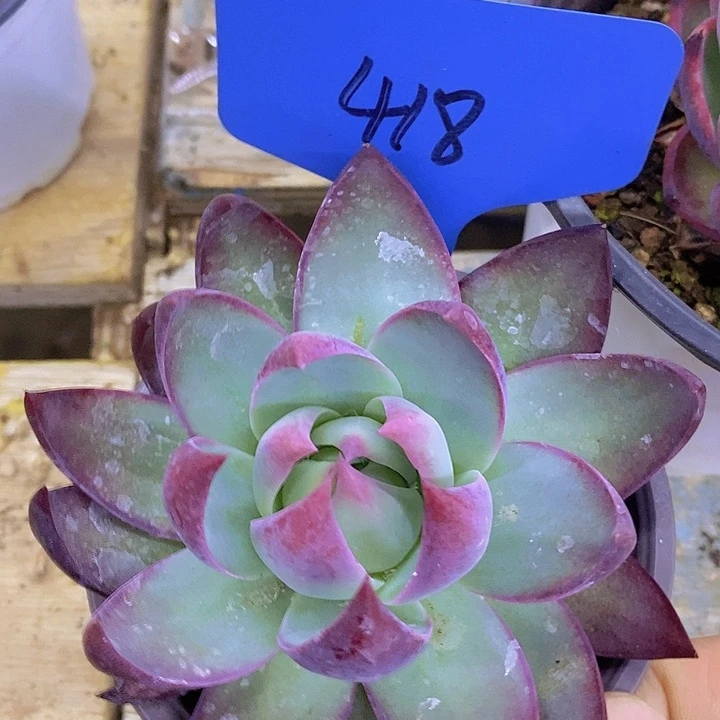 开心多肉，一物一拍，一单包邮