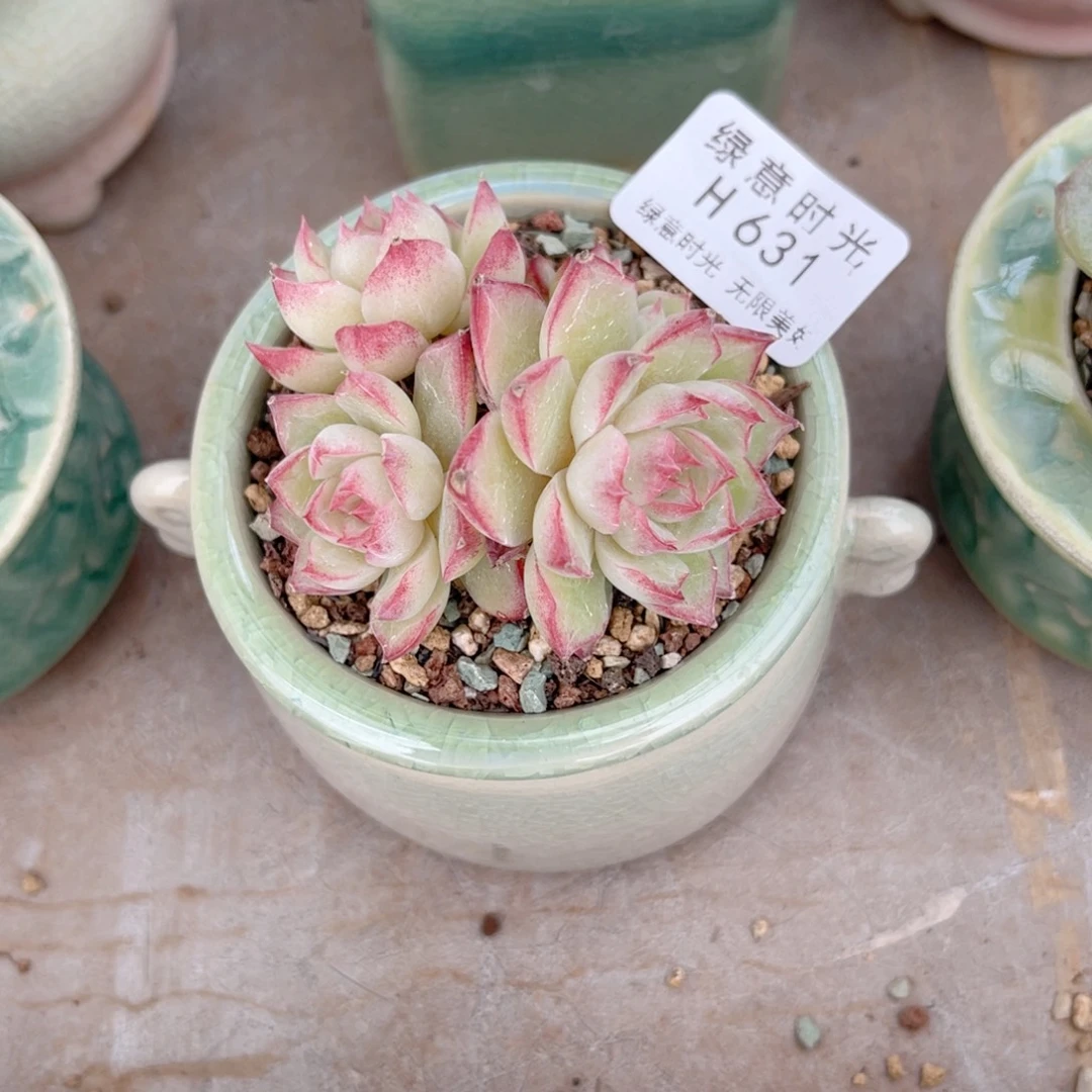 631 女王杂交 带陶瓷盆发货 满28包邮