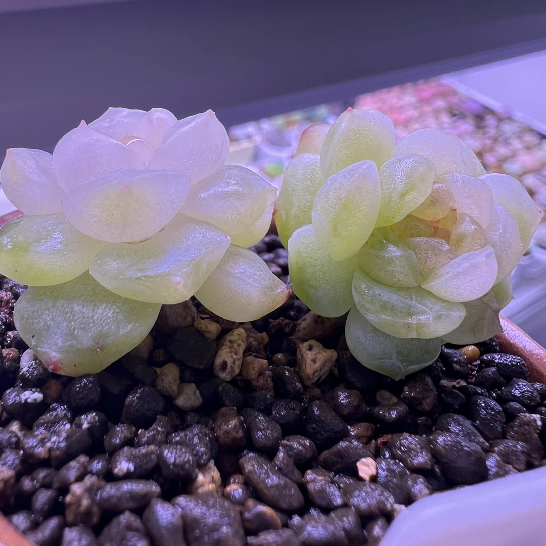 精品多肉风花雪月系列-14 叶插苗一颗