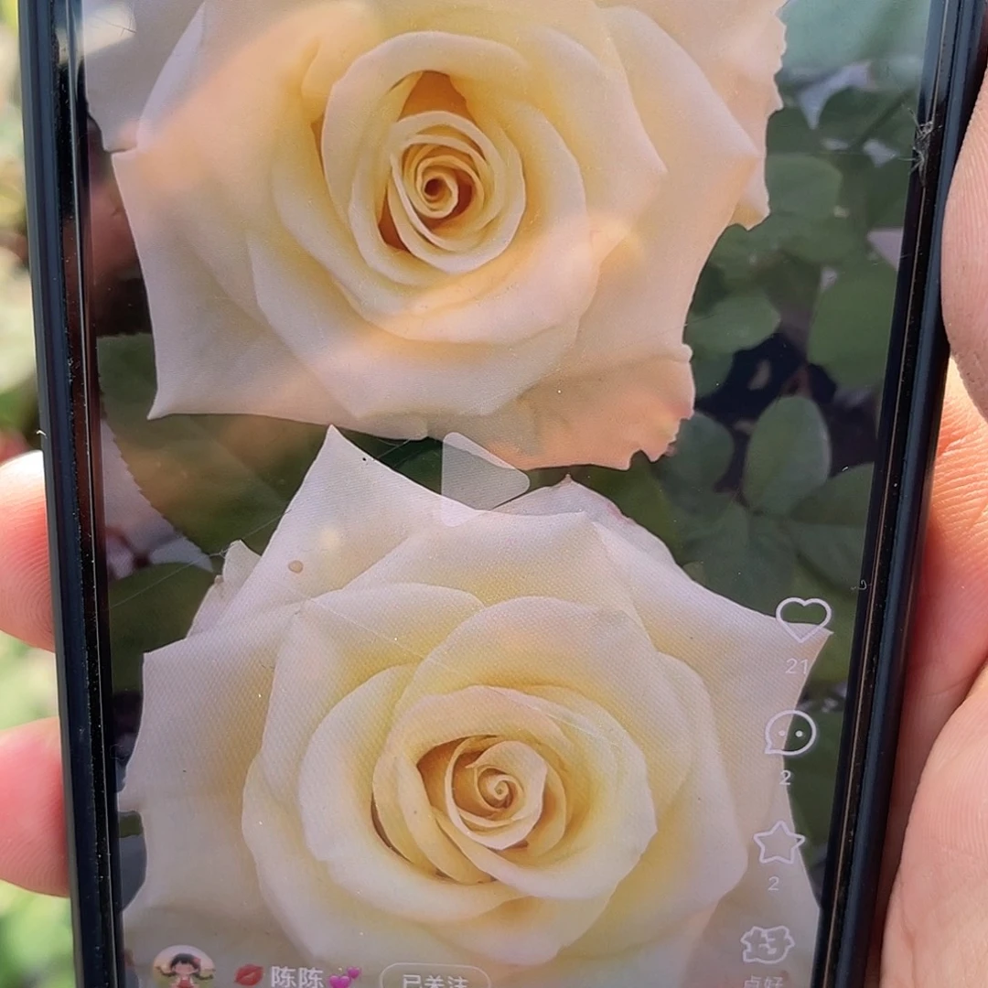 无花朵———-小黄油