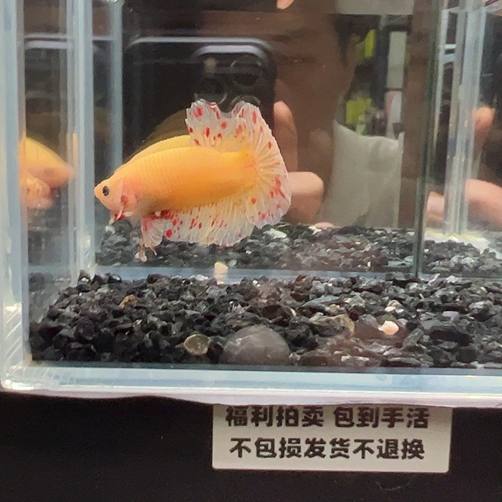 斗鱼竞拍跑单拉黑15日93