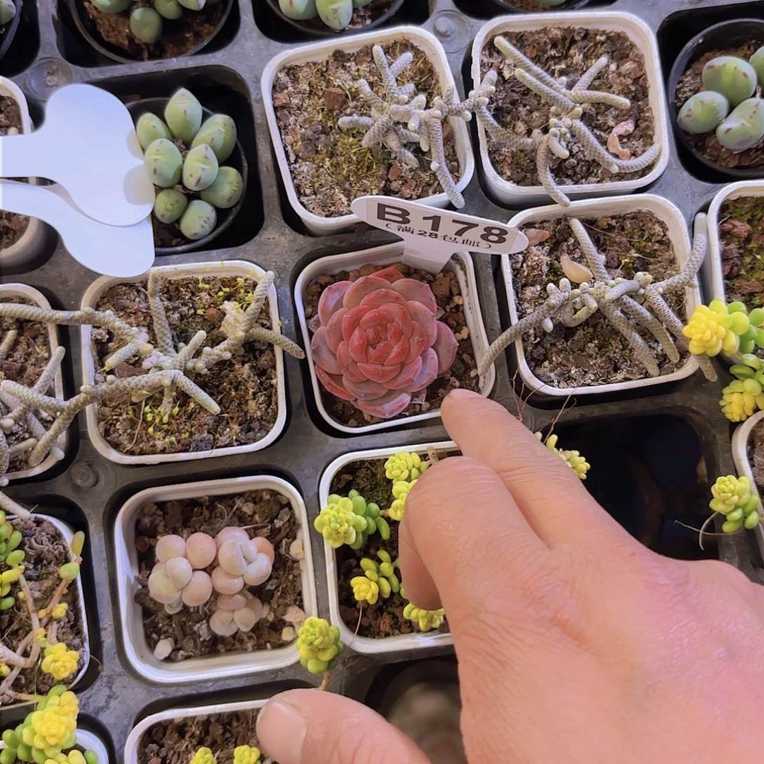 斯*孙B178紫雾一物一拍