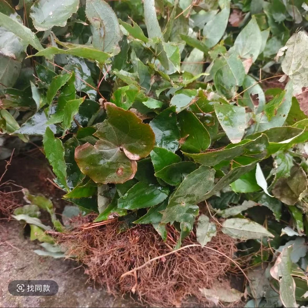 贵州野生干货三枝九叶草 整株发货