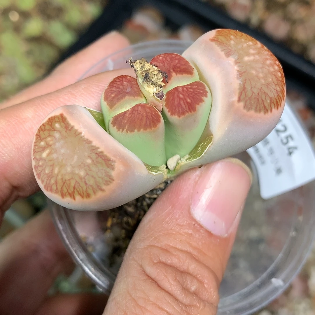 淼*媛H254多肉植物保护