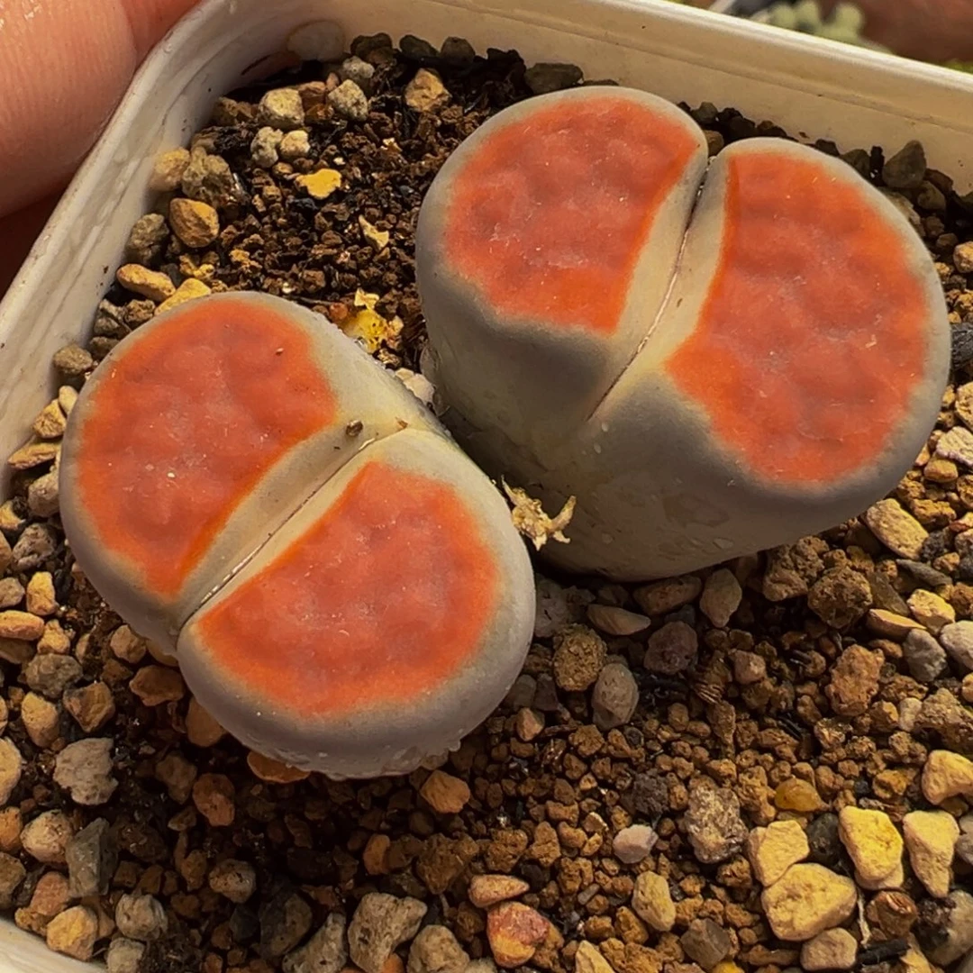 851多肉植物种类多样