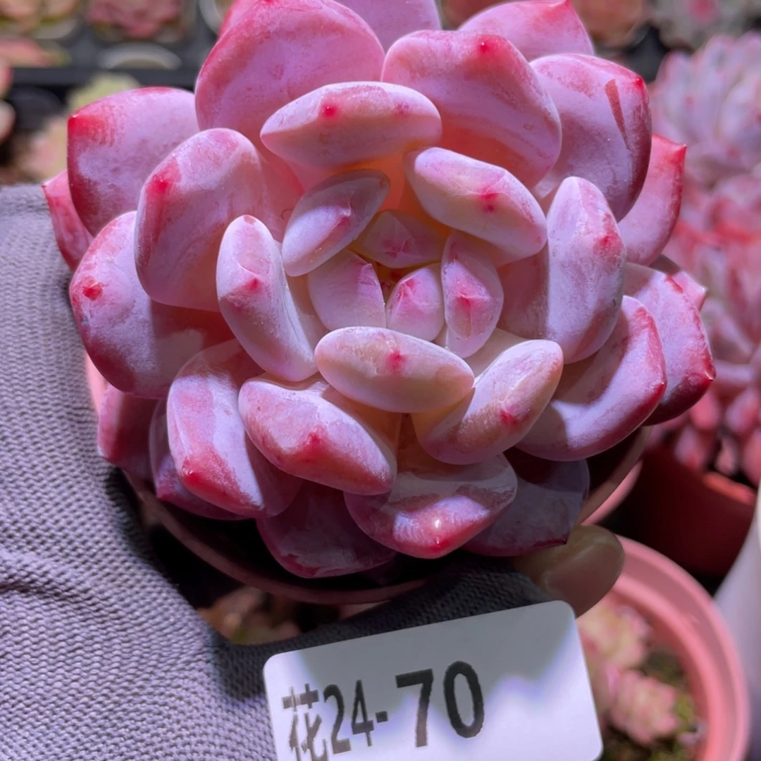 花利美24-70橙梦露