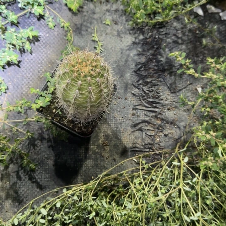 徐***u黑喉仙人球仙人掌885