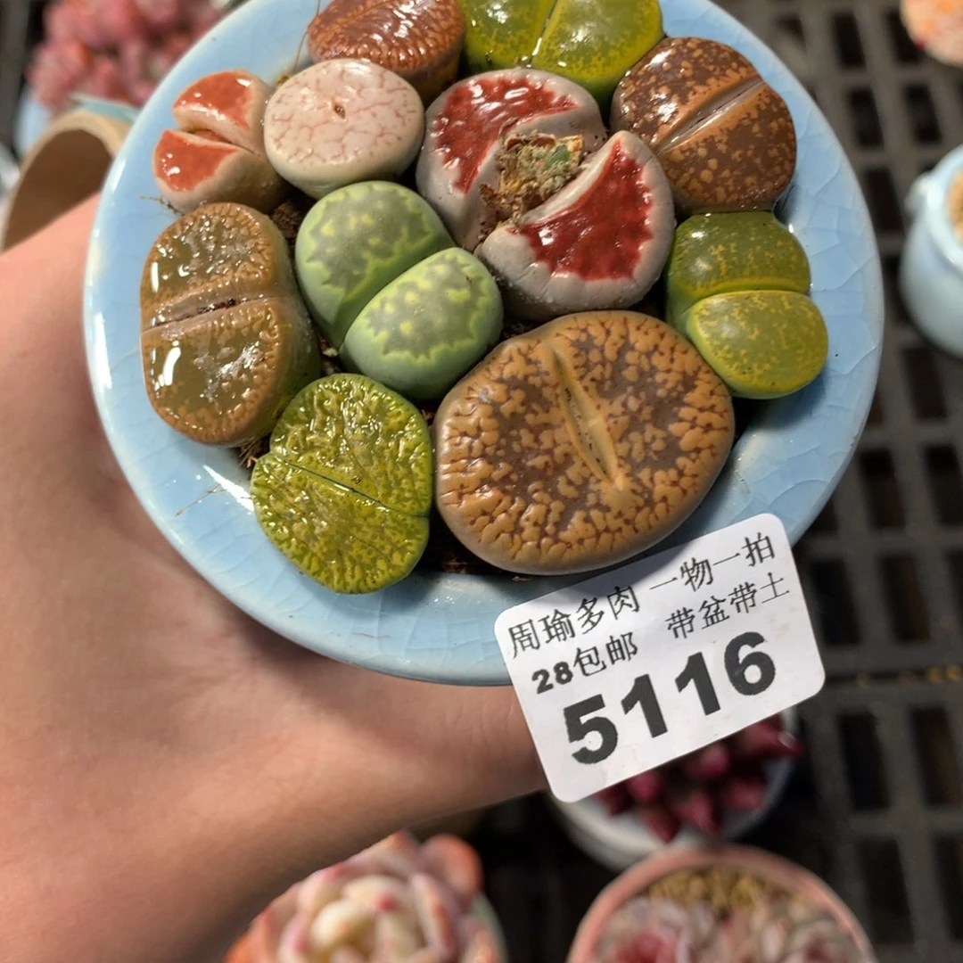 5厘米盆精控多肉5116