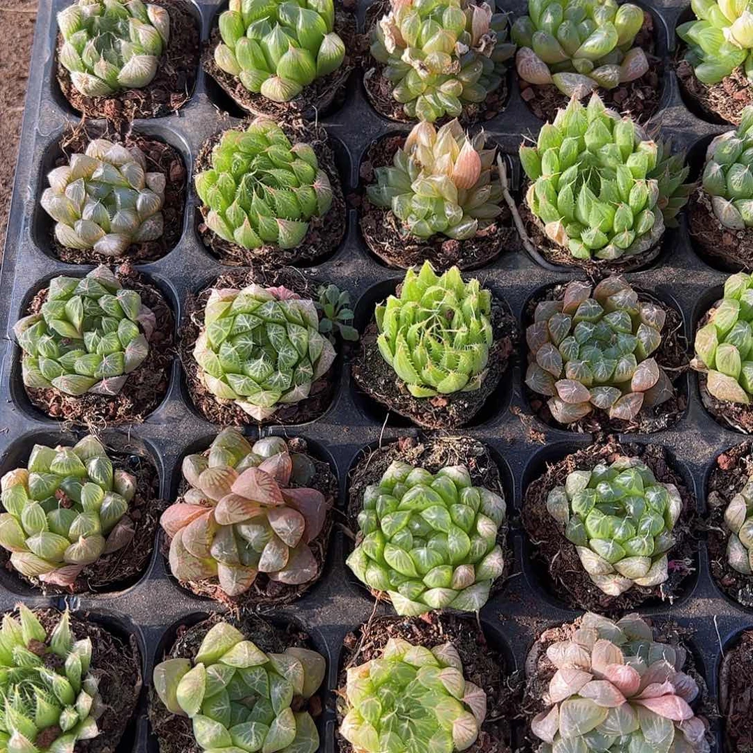 50孔玉露15颗瑕疵不售后量拍