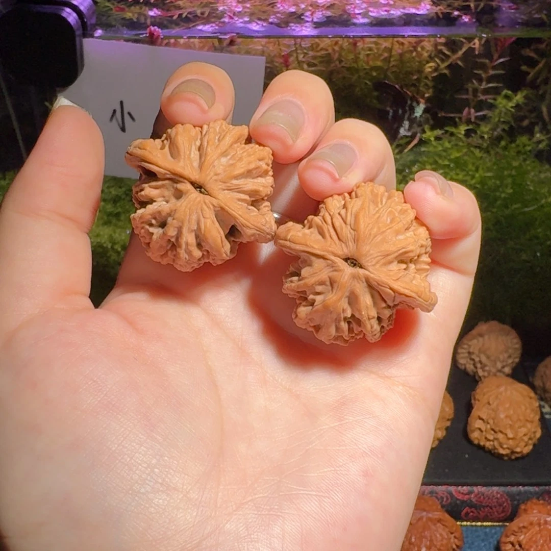 z**?62号虎头文玩核桃虎头