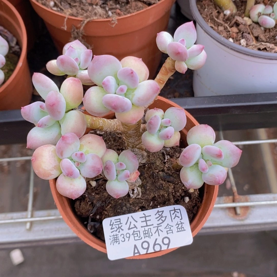 苹果奶7cm969多肉植物