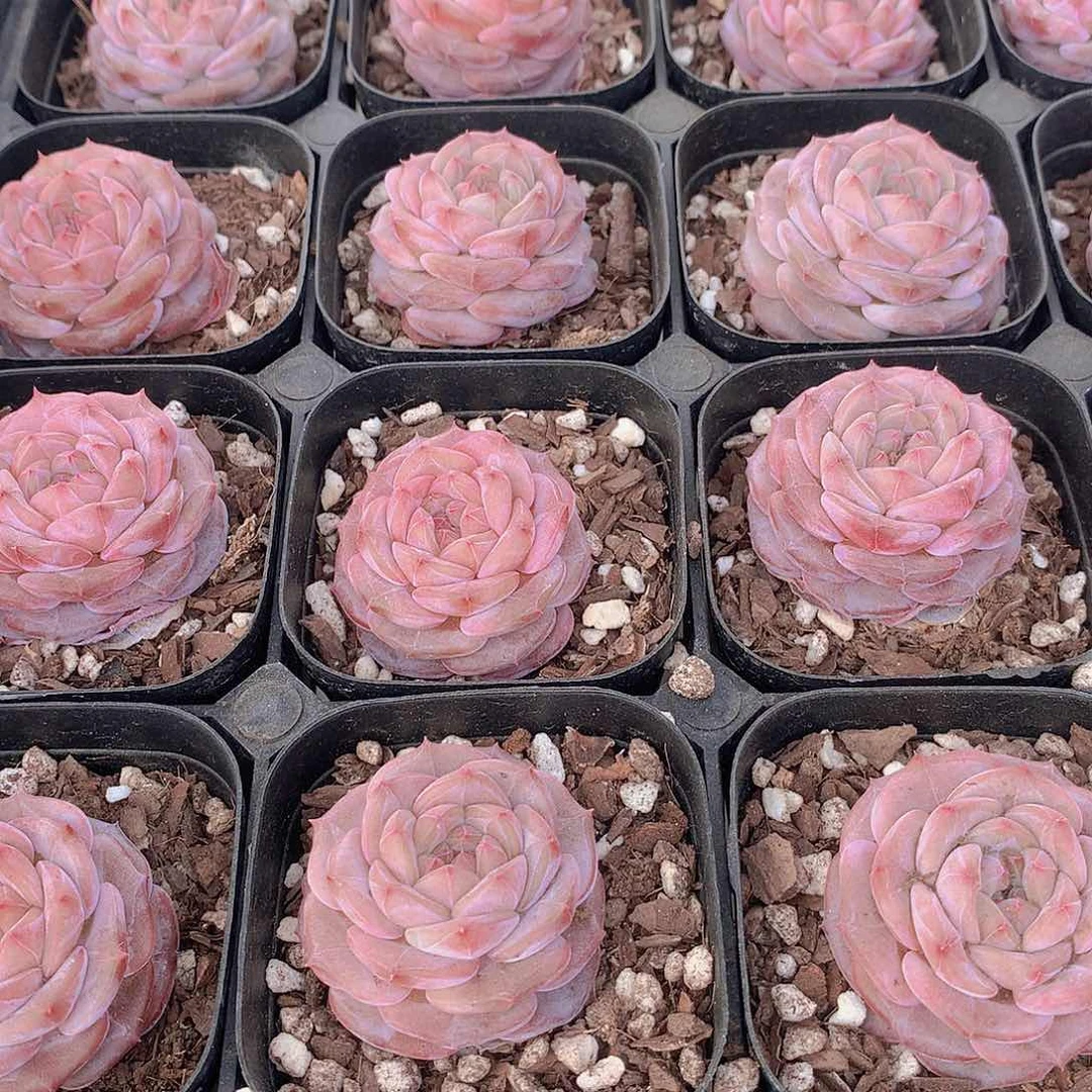 魔钻24567788900000