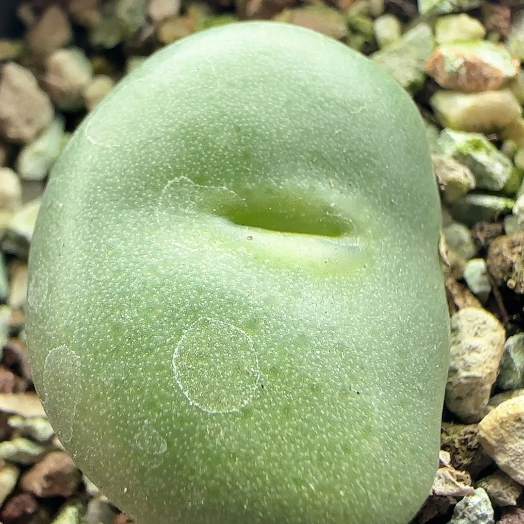 年后脱土发货23865