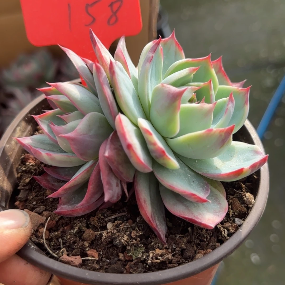 惊鸿一物一拍包装收缩花旱158