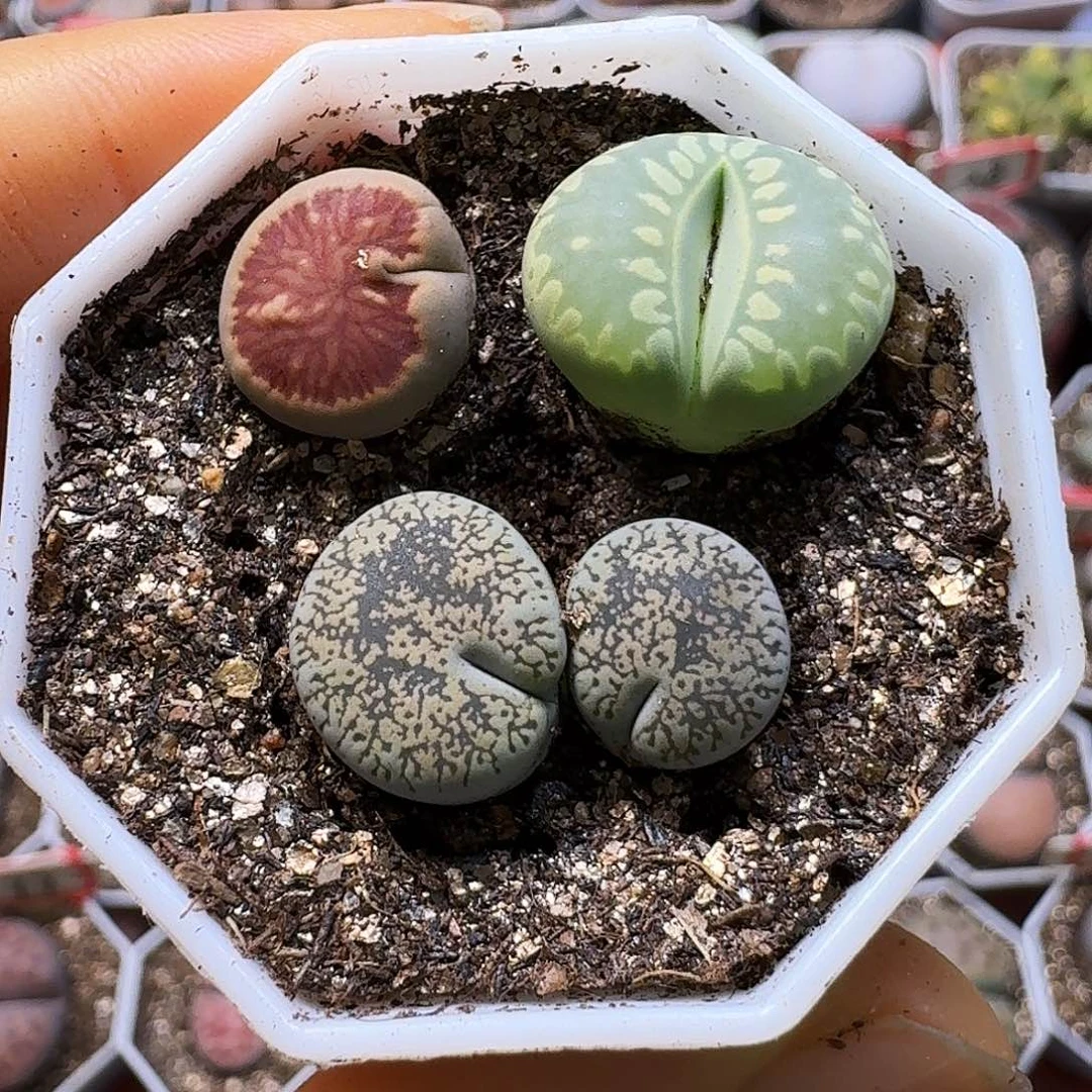生石花2:：：：。  260