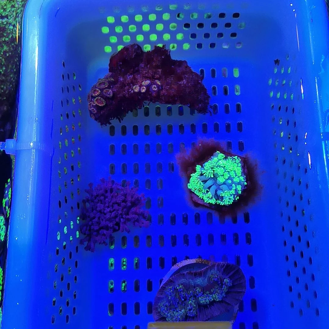 纽扣珊瑚1097套餐先不发货