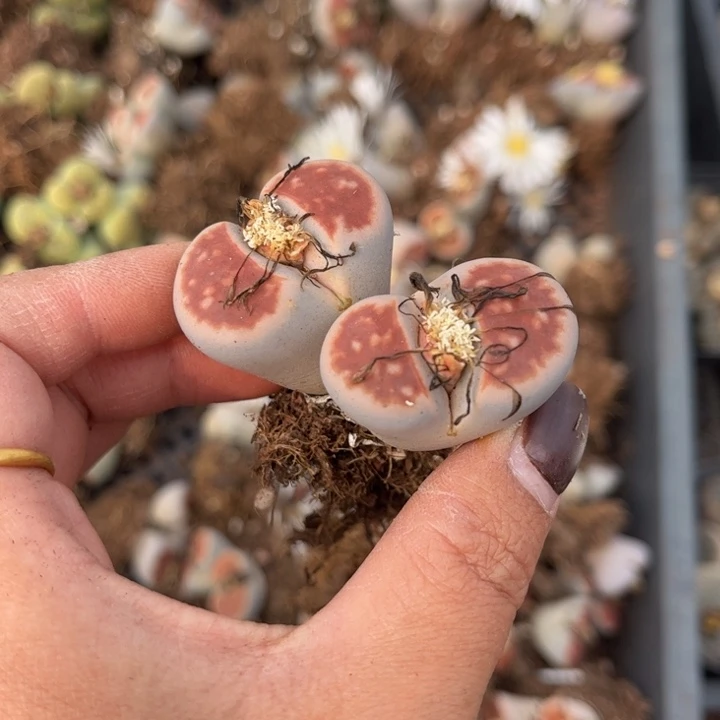 双头红窗一颗888888888888