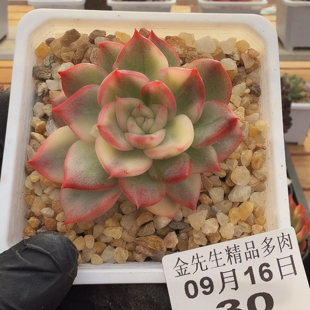 0916-30弗洛瑞安娜锦