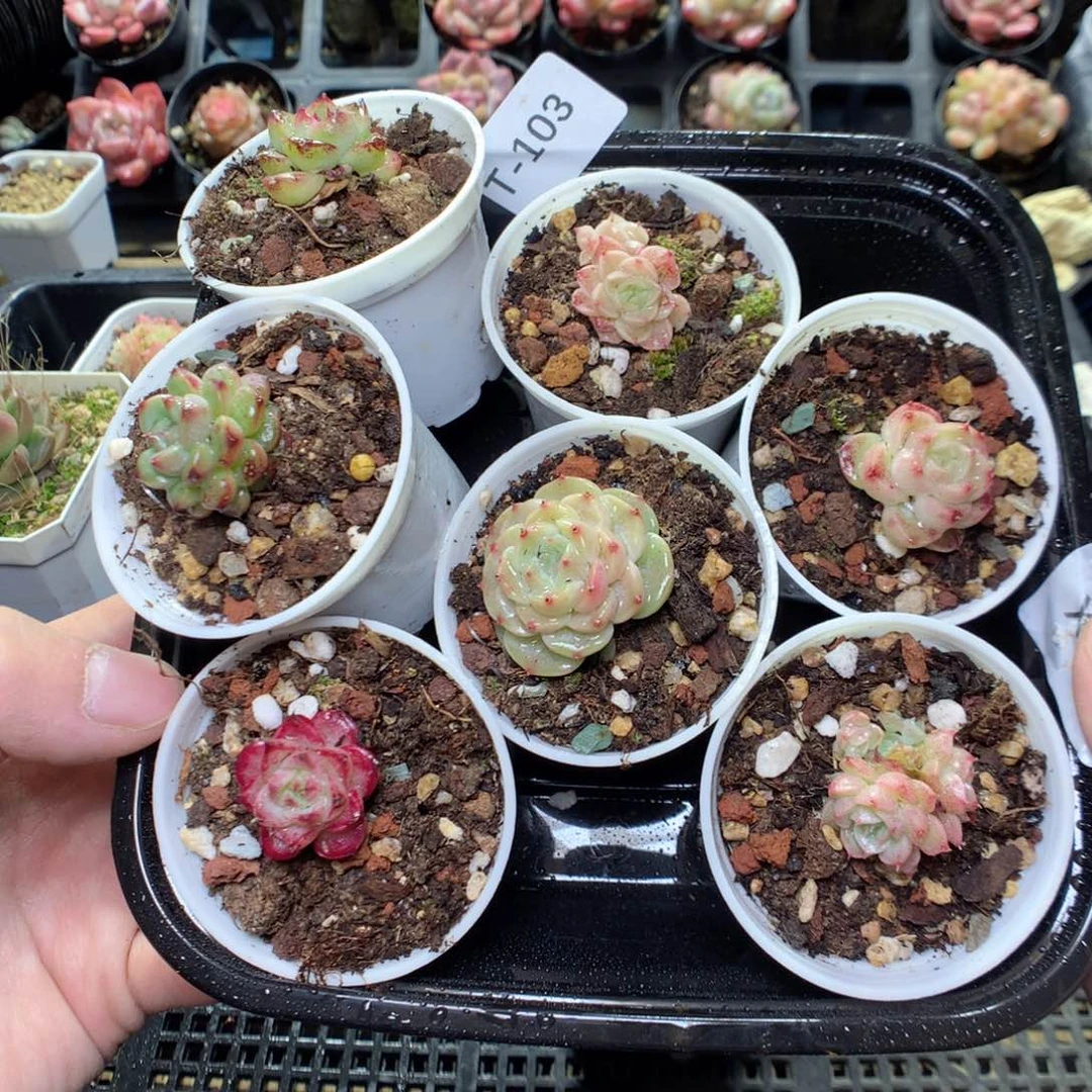 T103y y y y y y y y y t