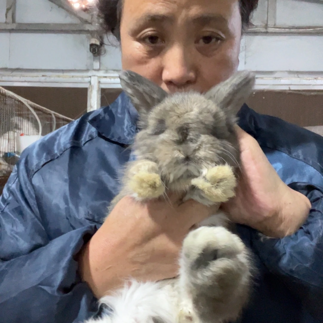 宠物兔英系安哥拉兔