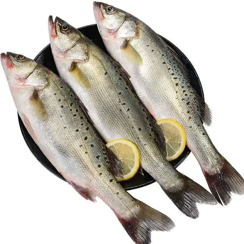 日照发货大海鲈鱼新鲜单条大连1.2-1.5斤干冰速冻顺丰海洋运输